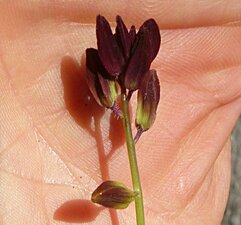 Caulanthus coulteri flower
